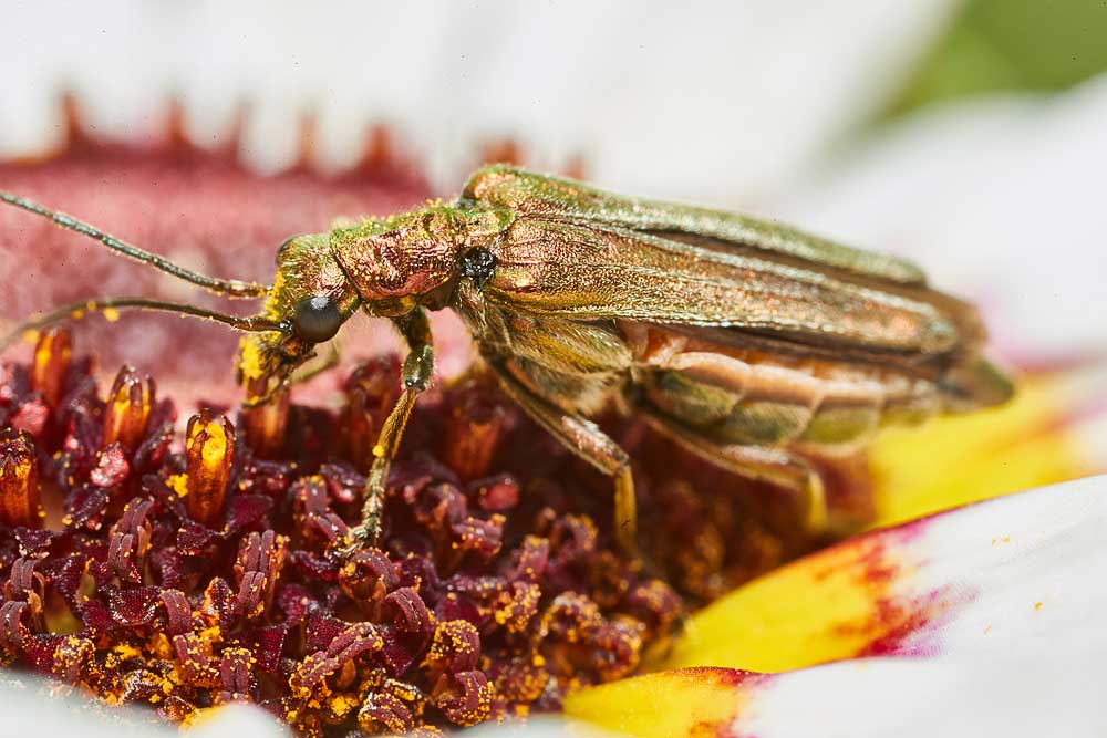 Macro photography adventures 48
