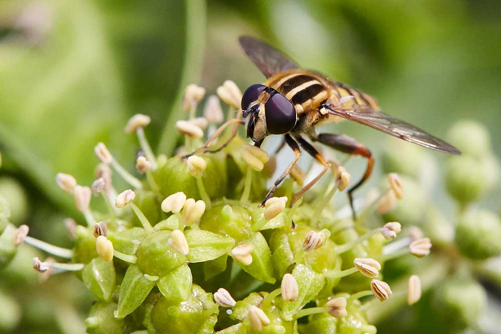 Macro photography adventures 13