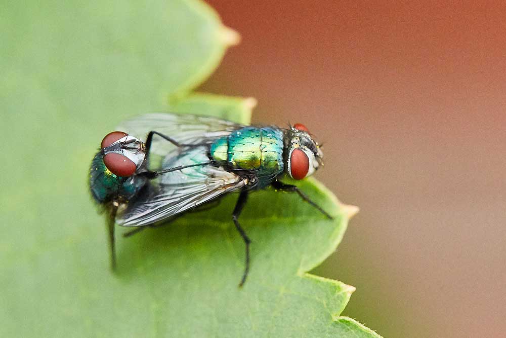 Macro photography adventures 49