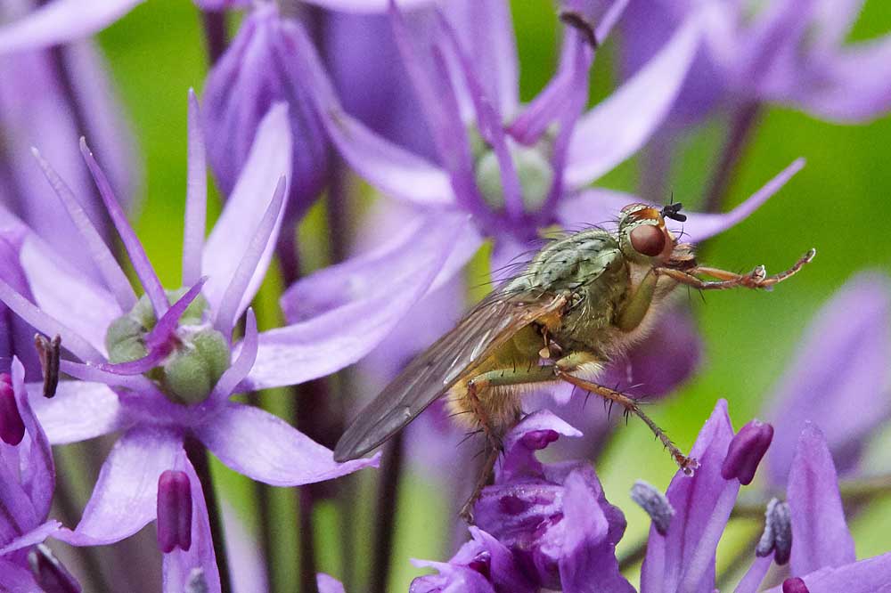 Macro photography adventures 50