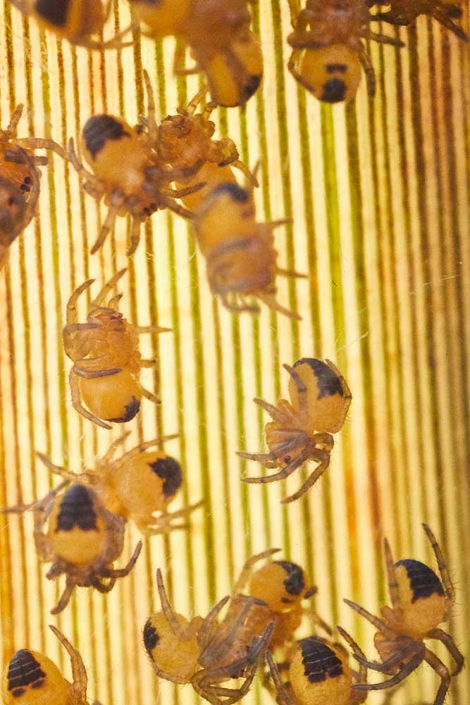 Macro photography adventures 52