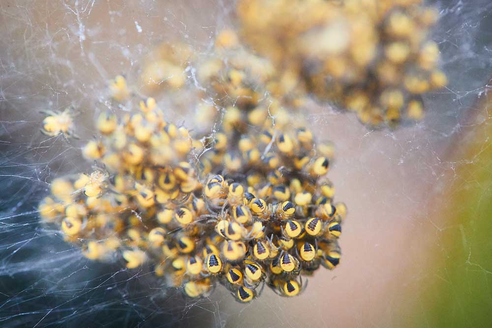 Macro photography adventures 53