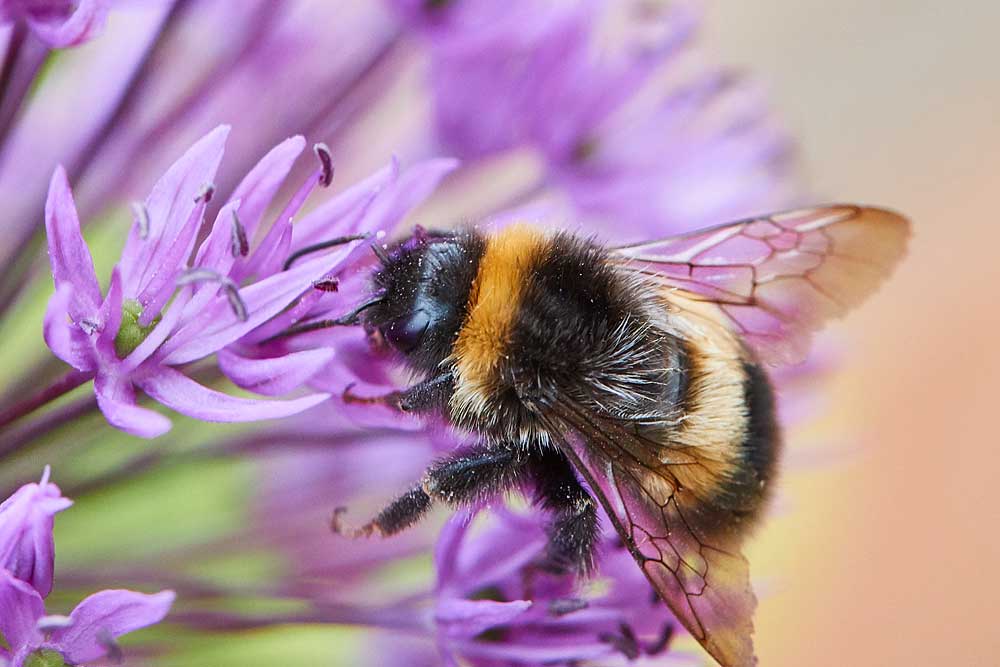 Macro photography adventures 11