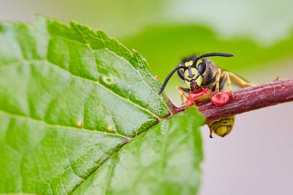 Macro photography adventures 22