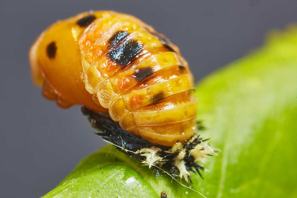 Macro photography adventures 34