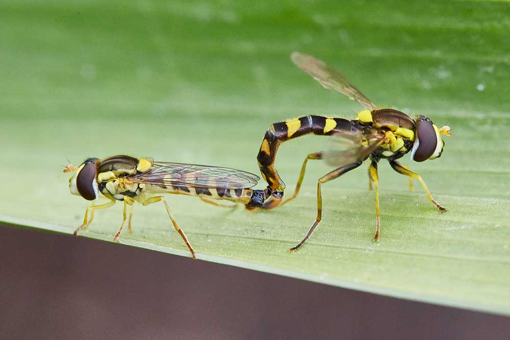 Macro photography adventures 21