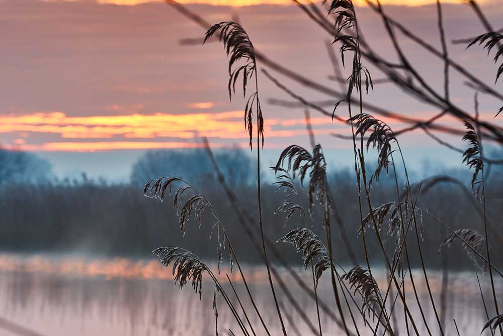 Landscape photography at Ham Wall RSPB 4