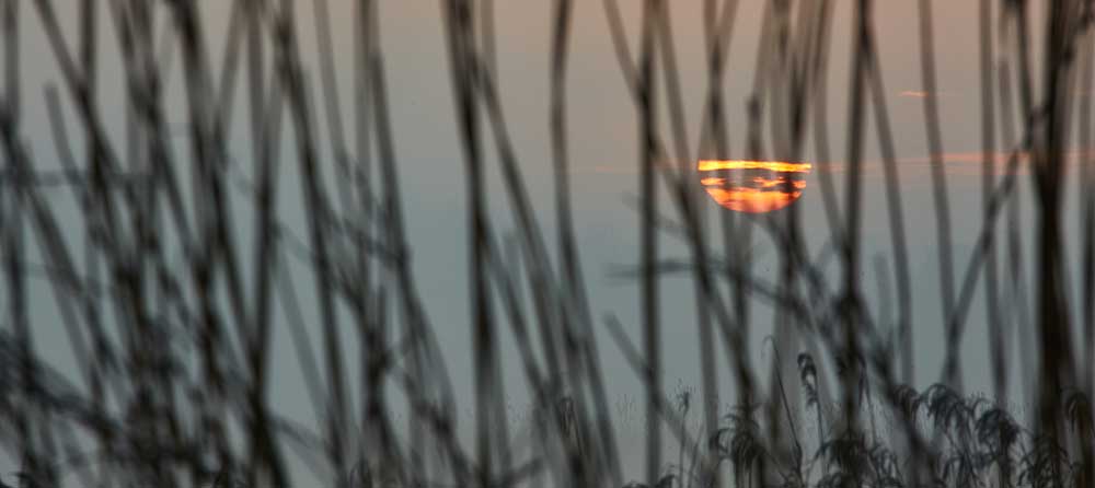 Landscape photography at Ham Wall RSPB 5