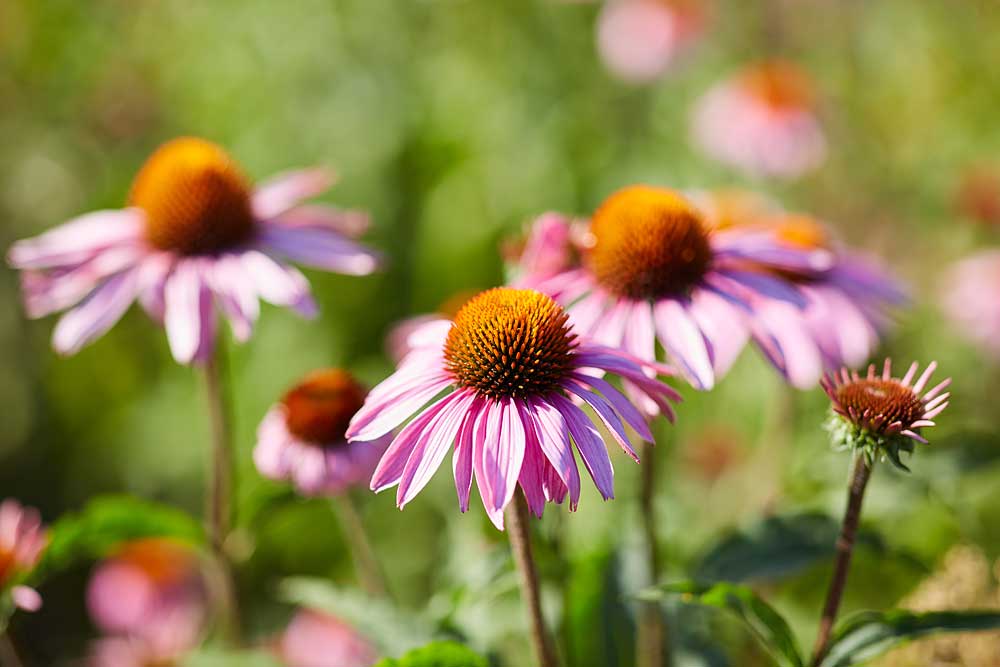 Stock photography images for sale 5