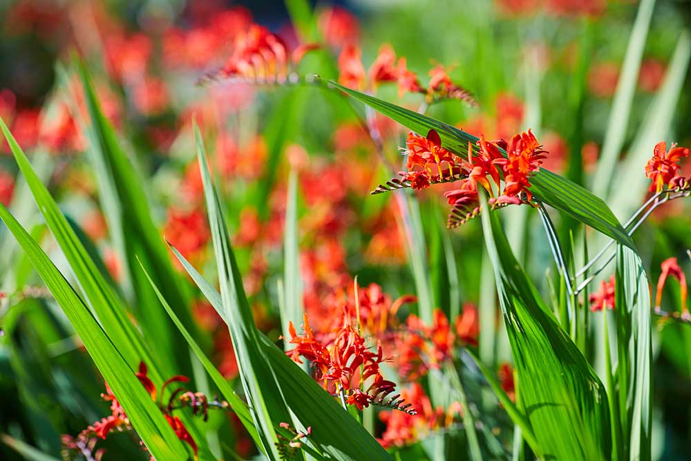 Stock photography images for sale 7